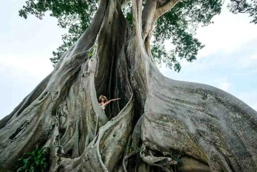 Bayan Ancient Tree In Bali: The Kayu Putih Giant Tree